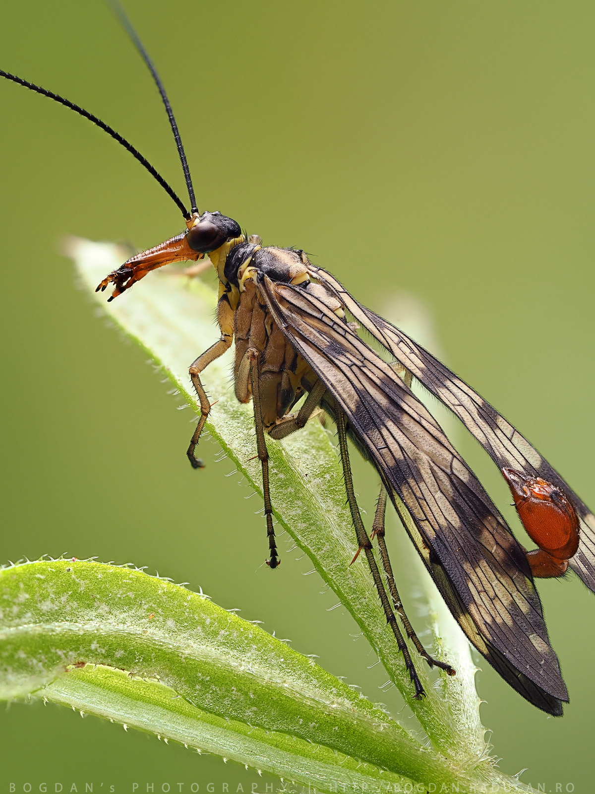 Musca scorpion mascul (Panorpa vulgaris)